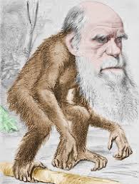 Charles Darwin monkey