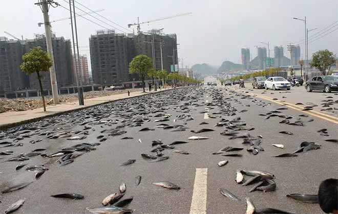 Fish rain in Thailand