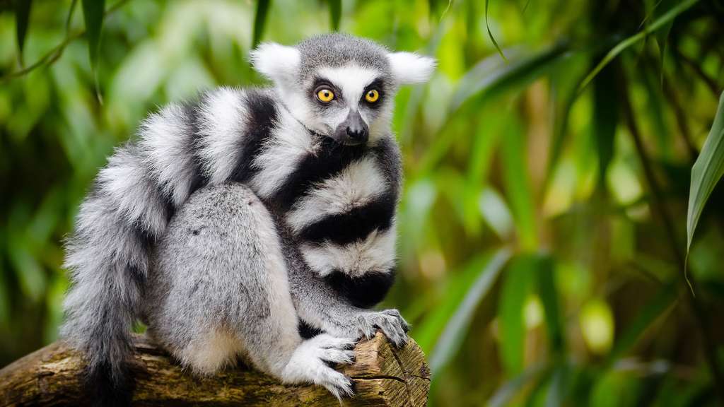 Ring-tailed lemur of Madagascar