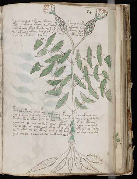 Voynich Manuscript - Herbal